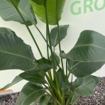 Strelícia Nikolaj (Strelitzia Nicolai) - výška 140-160 cm, kont. C25L